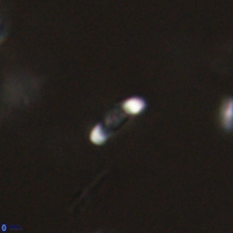 Calciosolenia aperta 69503