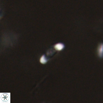 Calciosolenia aperta 69503