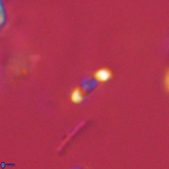 Calciosolenia aperta 69504
