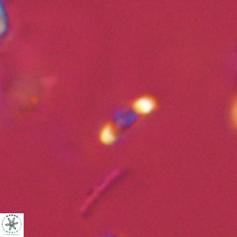 Calciosolenia aperta 69504