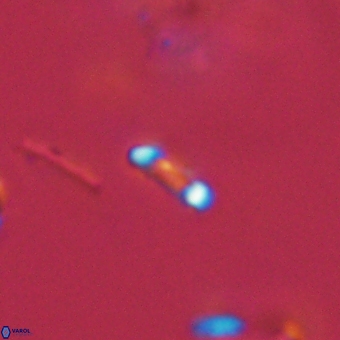Calciosolenia aperta 69505