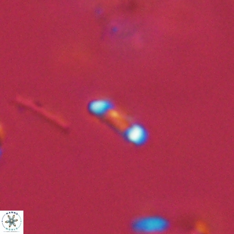 Calciosolenia aperta 69505