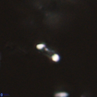 Calciosolenia aperta 69506