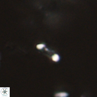 Calciosolenia aperta 69506