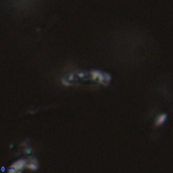 Calciosolenia aperta 69507