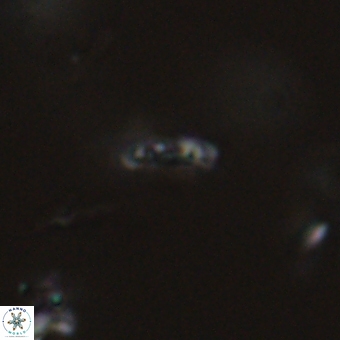 Calciosolenia aperta 69507