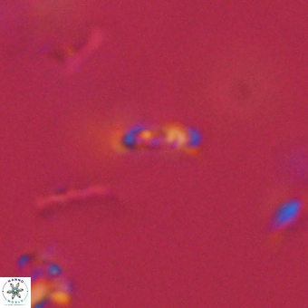 Calciosolenia aperta 69508