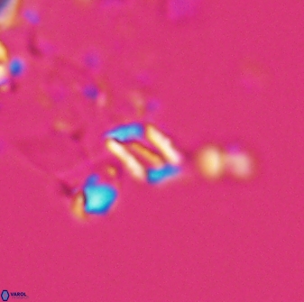 Calciosolenia aperta 25912