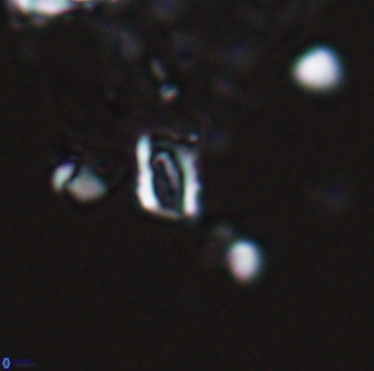 Calciosolenia aperta 25914