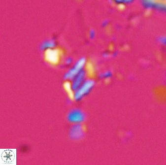 Calciosolenia aperta 25915