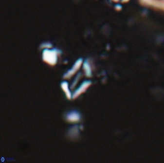 Calciosolenia aperta 25916