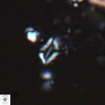 Calciosolenia aperta 25916