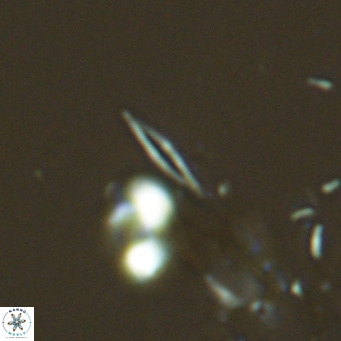Calciosolenia fossilis VR 04074