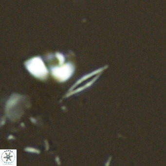 Calciosolenia fossilis VR 04075