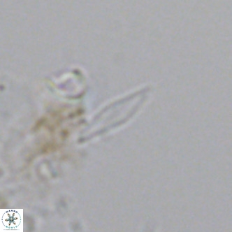 Calciosolenia fossilis VR 04077