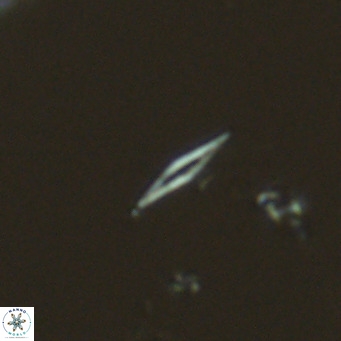 Calciosolenia fossilis VR 04986
