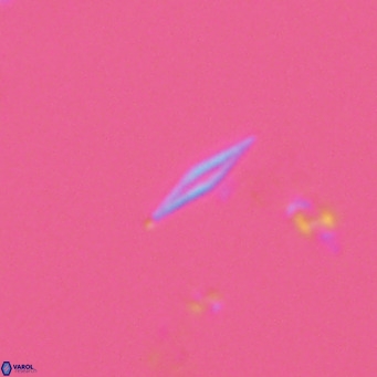 Calciosolenia fossilis VR 04987
