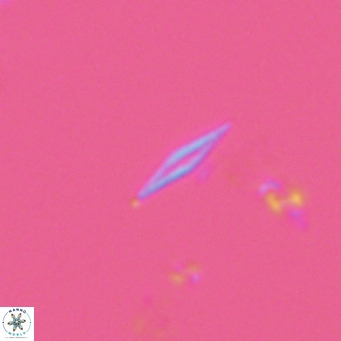 Calciosolenia fossilis VR 04987