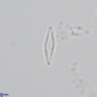 Calciosolenia fossilis VR 04989