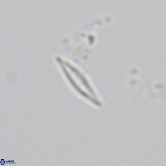 Calciosolenia fossilis VR 04990