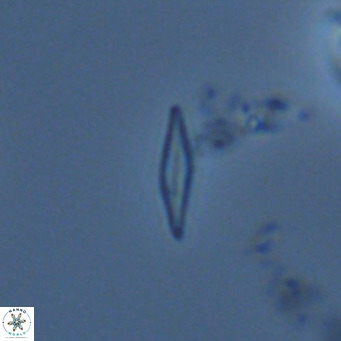Calciosolenia fossilis VR 04992