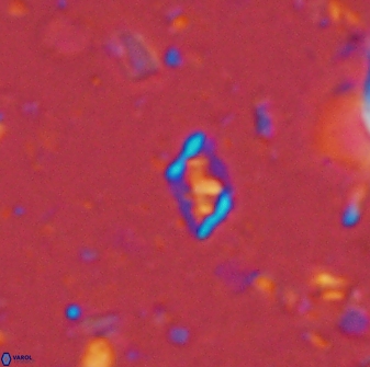 Calciosolenia staurophora 45424