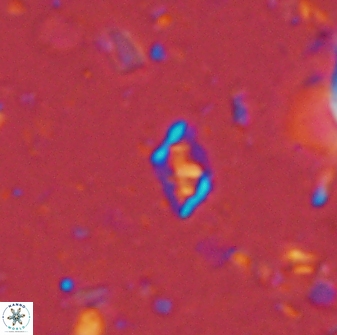 Calciosolenia staurophora 45424