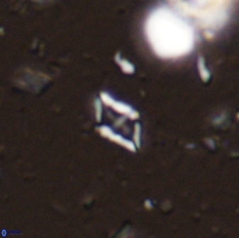Calciosolenia staurophora 45425