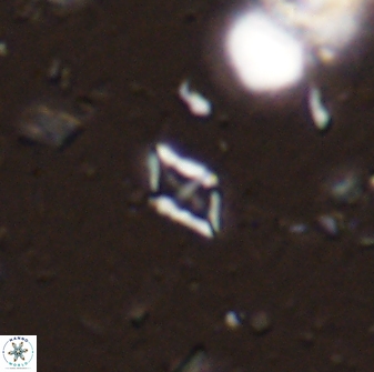 Calciosolenia staurophora 45425