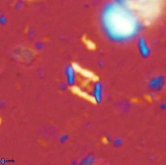 Calciosolenia staurophora 45426