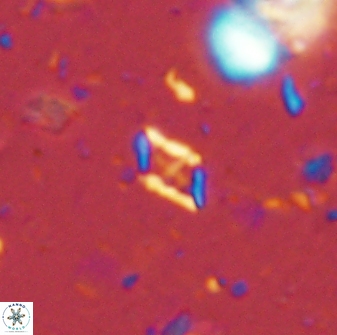 Calciosolenia staurophora 45426