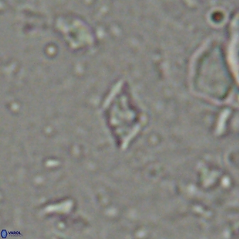Calciosolenia staurophora 45427