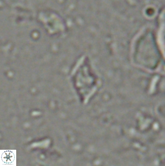 Calciosolenia staurophora 45427