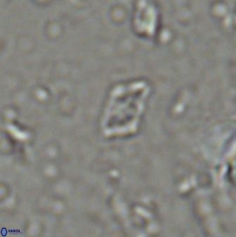 Calciosolenia staurophora 45428