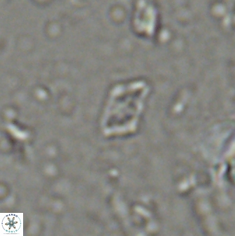 Calciosolenia staurophora 45428
