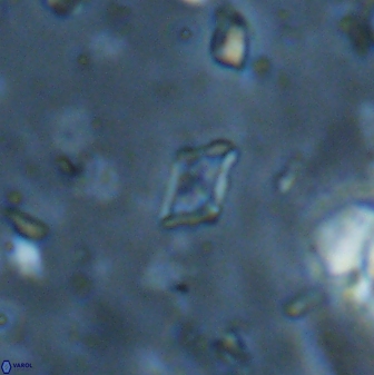 Calciosolenia staurophora 45429