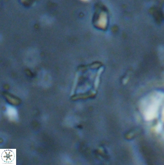 Calciosolenia staurophora 45429