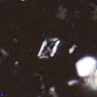 Calciosolenia staurophora 45421