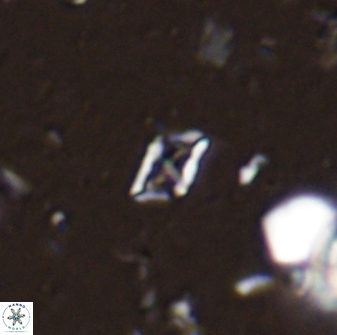 Calciosolenia staurophora 45421
