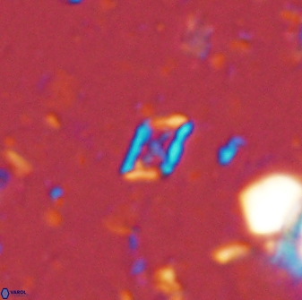 Calciosolenia staurophora 45422