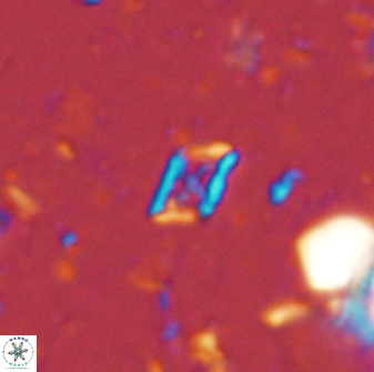Calciosolenia staurophora 45422