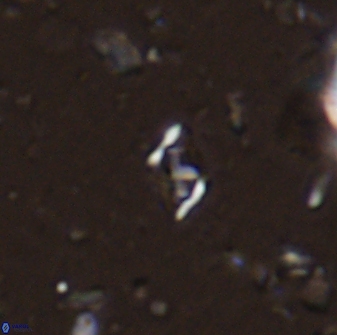 Calciosolenia staurophora 45423