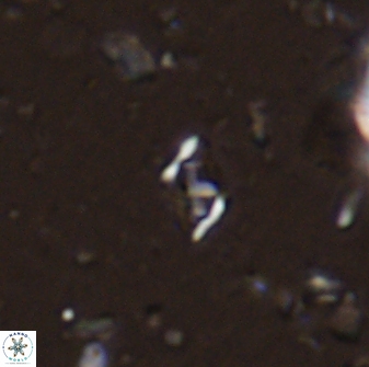 Calciosolenia staurophora 45423