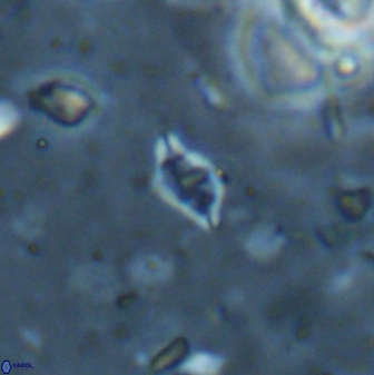Calciosolenia staurophora 45431
