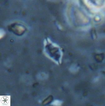 Calciosolenia staurophora 45431
