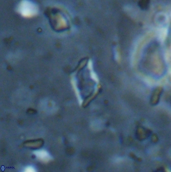 Calciosolenia staurophora 45432