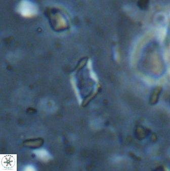 Calciosolenia staurophora 45432