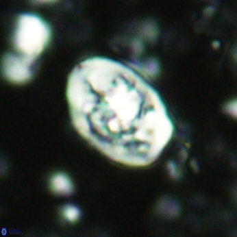 Calcicalathina clipeus 2041