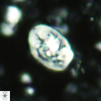 Calcicalathina clipeus 2041