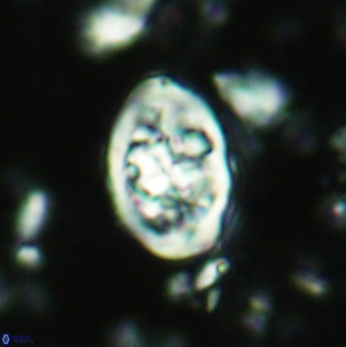 Calcicalathina clipeus 2041